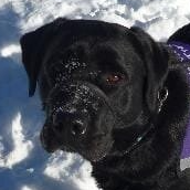 Augie
