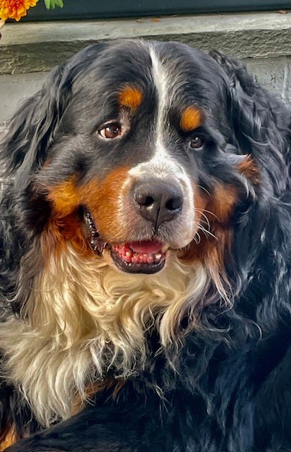 Baloo Lodato