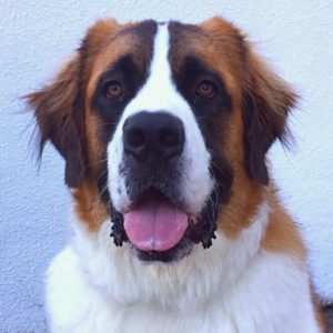 Bella Schimpf