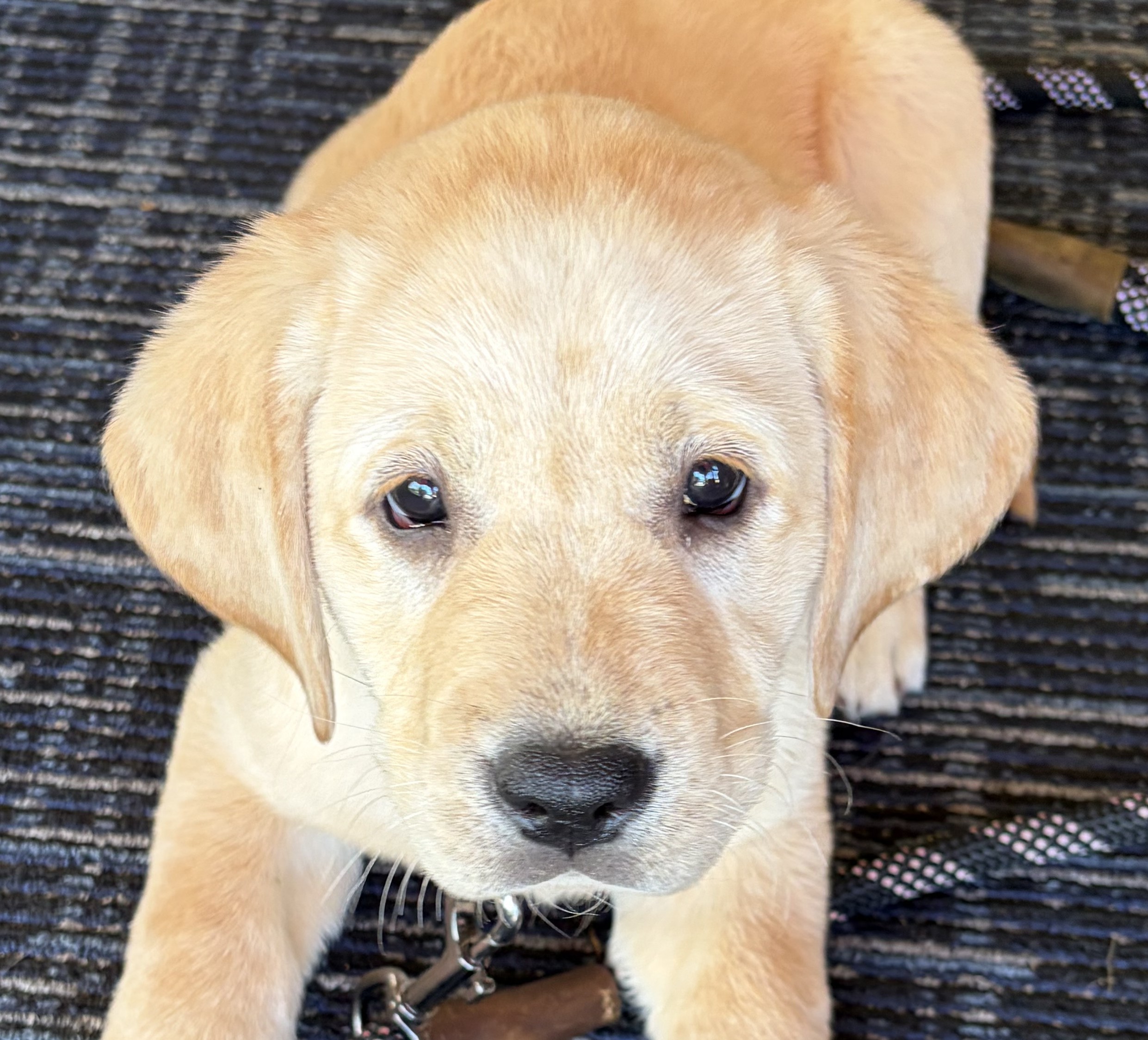 Charlie