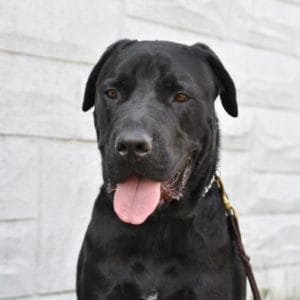 Dozer Kotsis