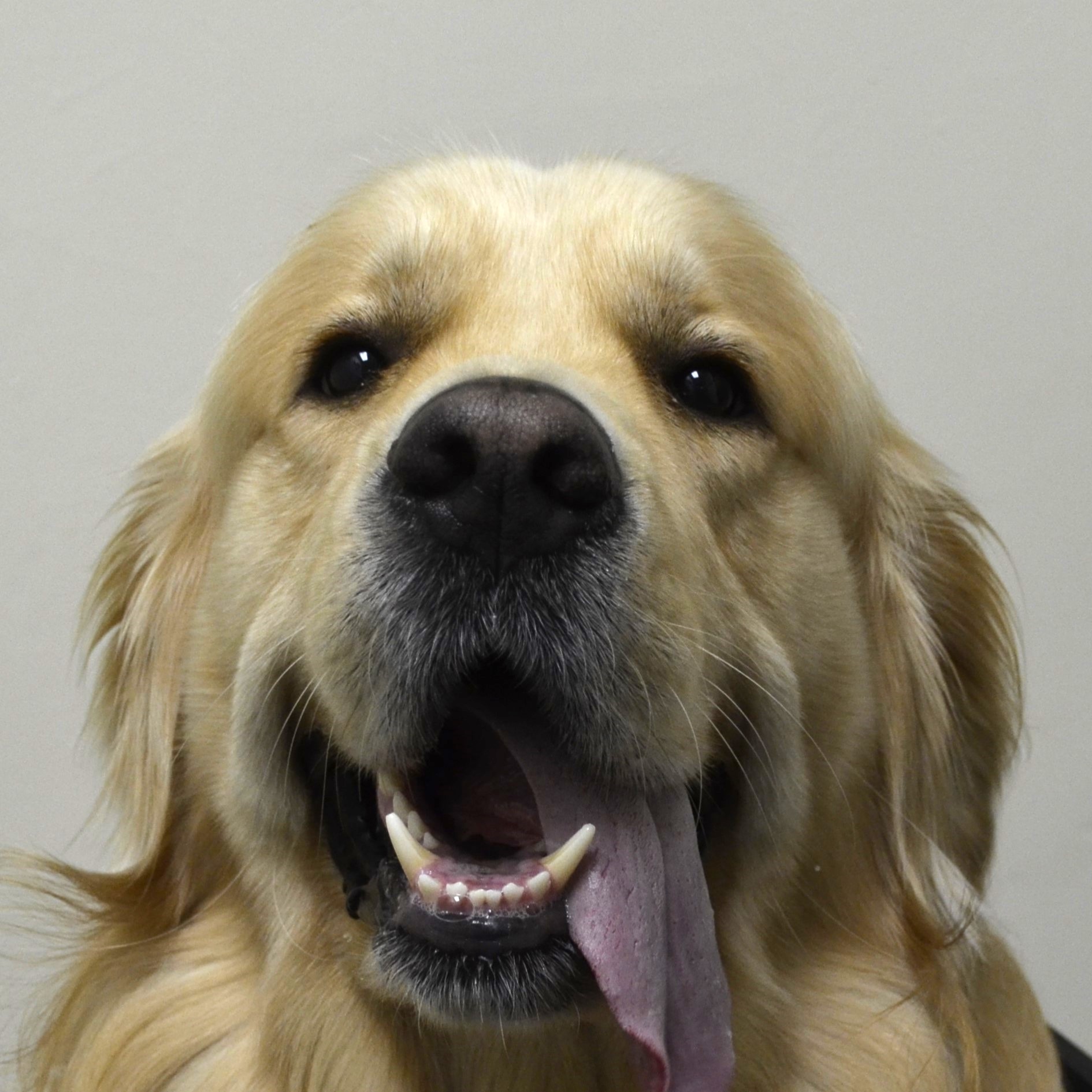 Finnegan Royalty