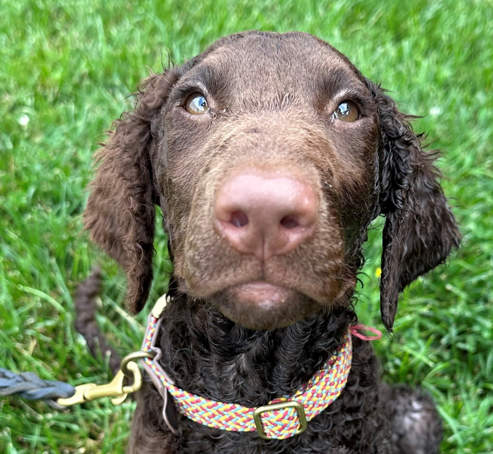 Hazel