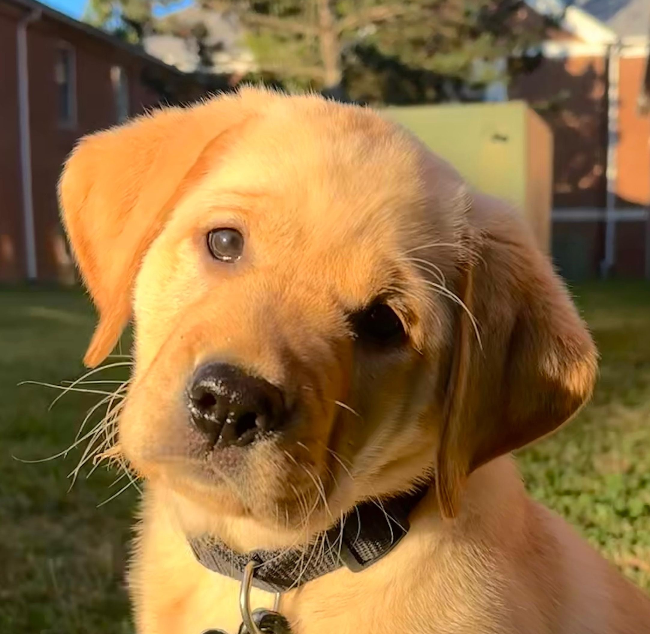Koa