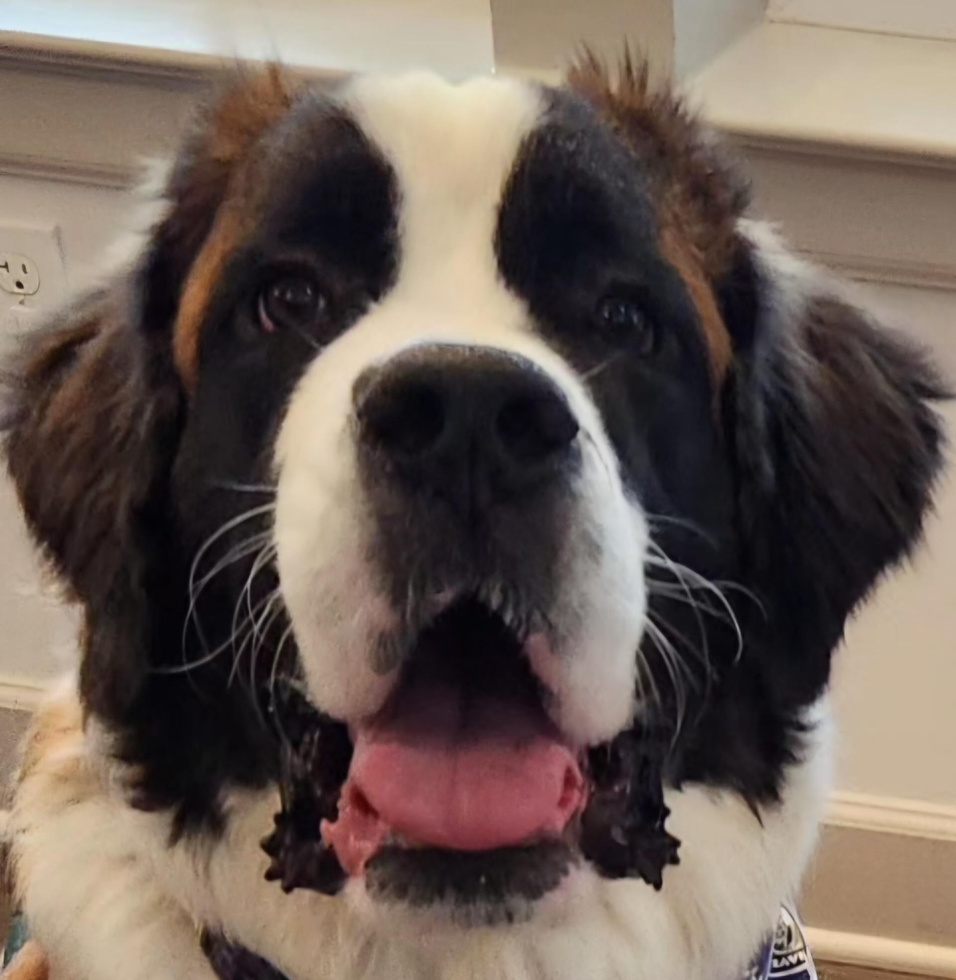 Koda Schimpf