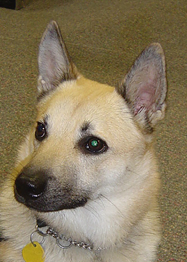 Loki