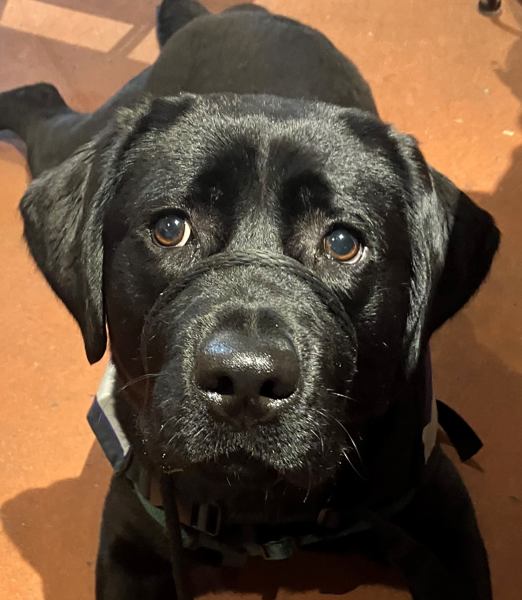 Maggie