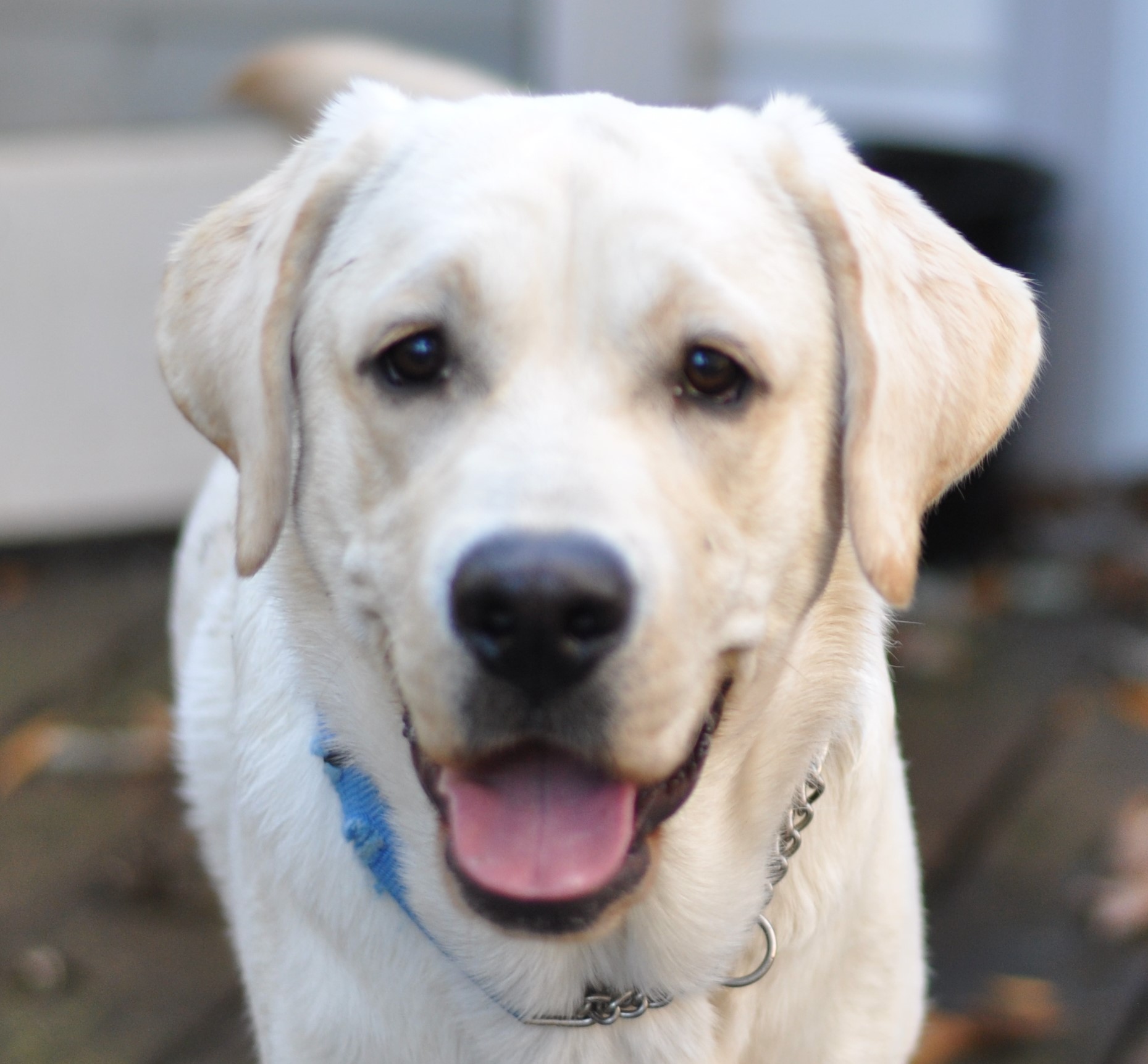 Milo