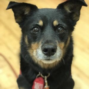 Moxie Bernier