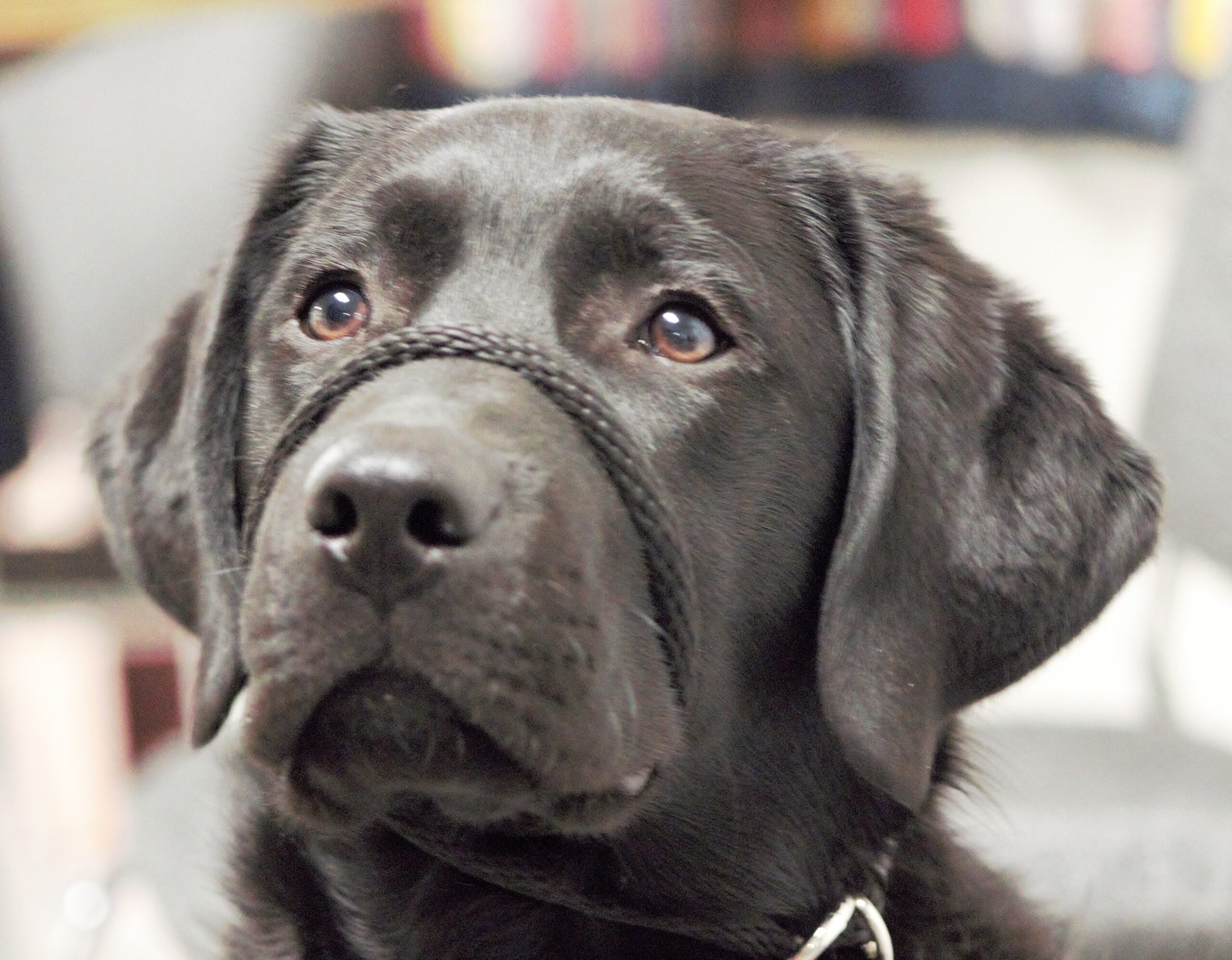 Murphy