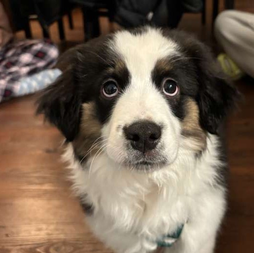 Pip