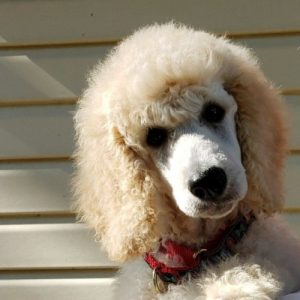 Teddy