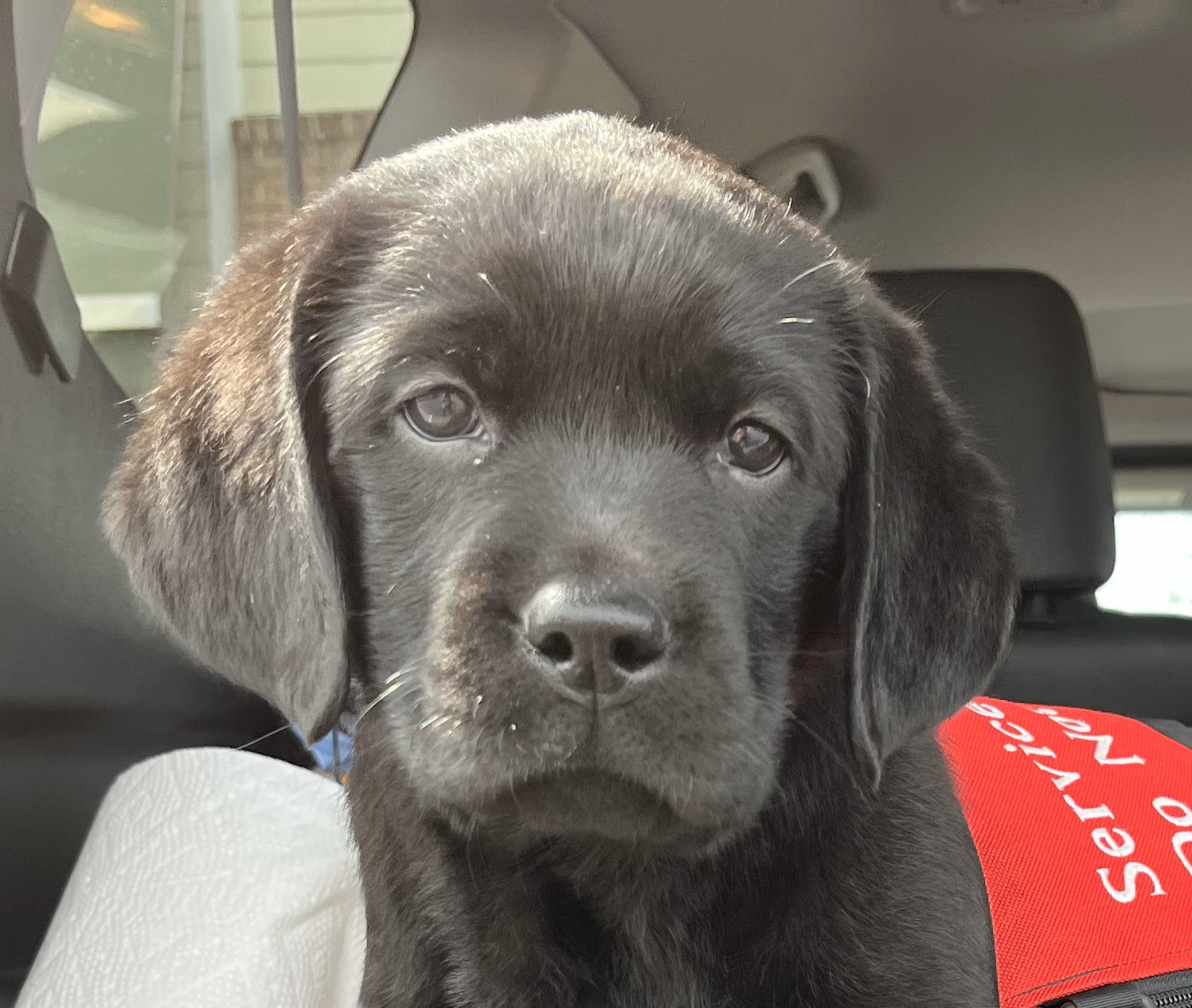 A Fidos service dog
